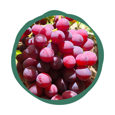 exportación de uva roja y verde